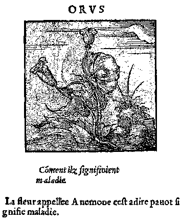 l'anémone, d'Horapollon, ou pavot héraclien de Nostredame